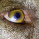 Illustration for article titled Shooting Challenge Eye Gallery 1